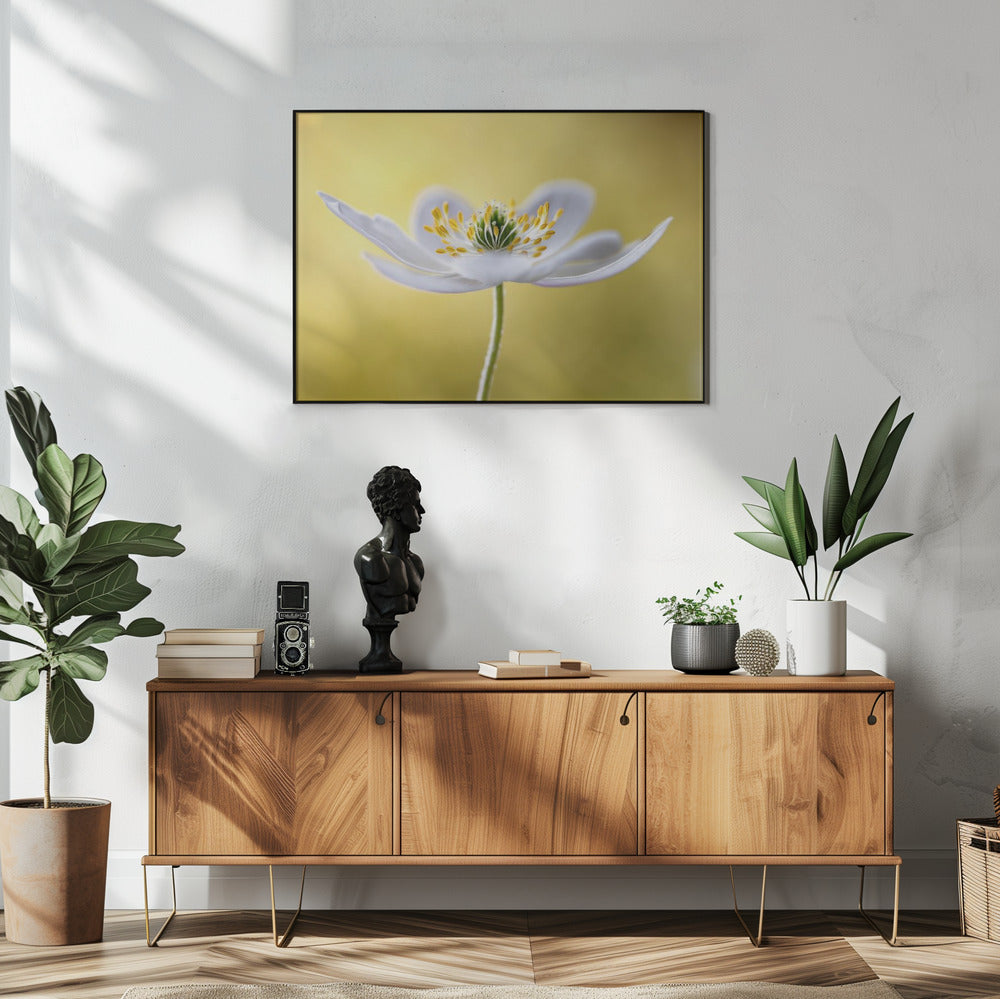 Wood Anemone | Poster