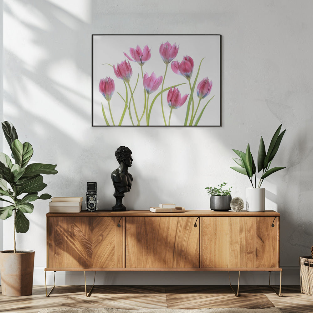 Tulip blush | Poster