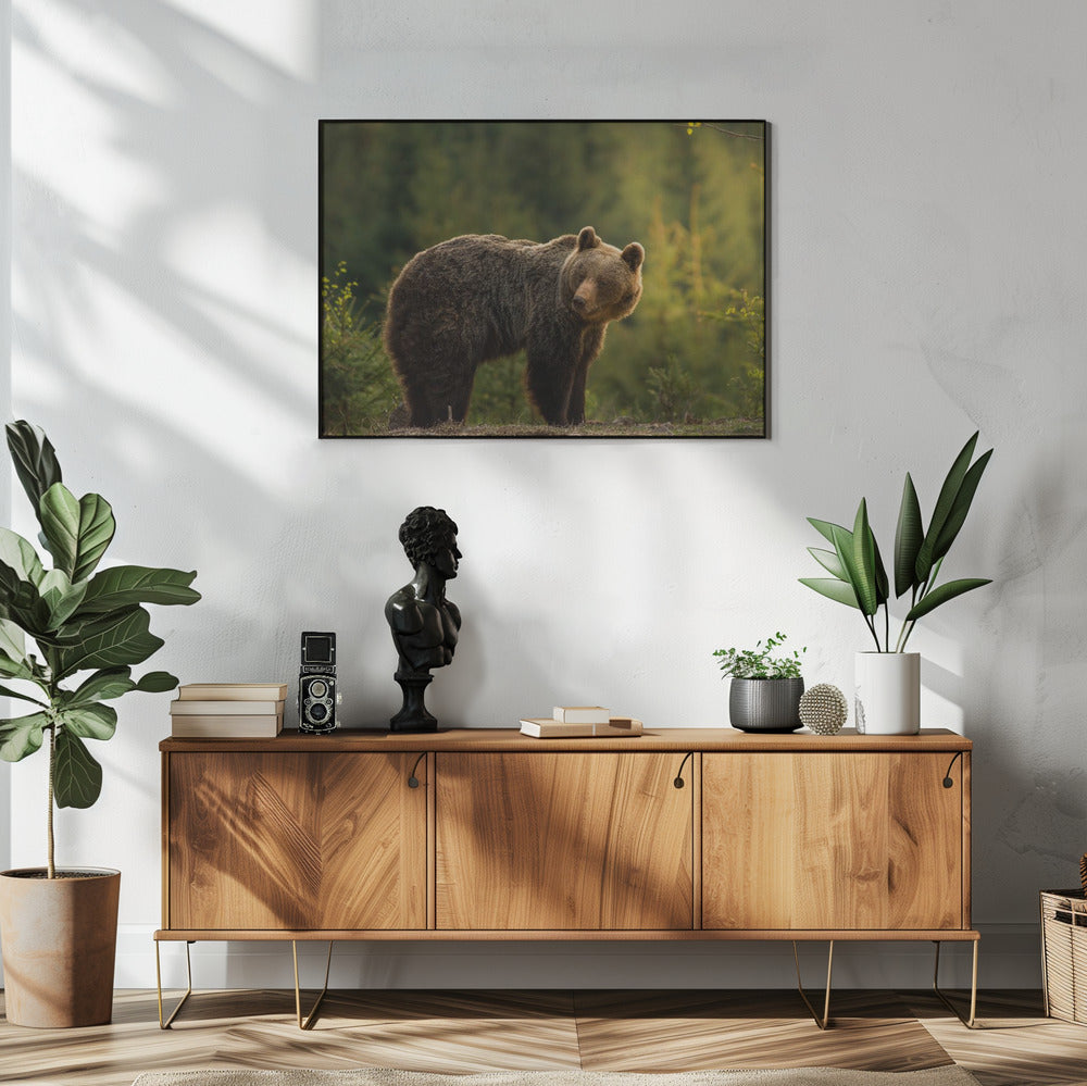 Backlit bear | Poster
