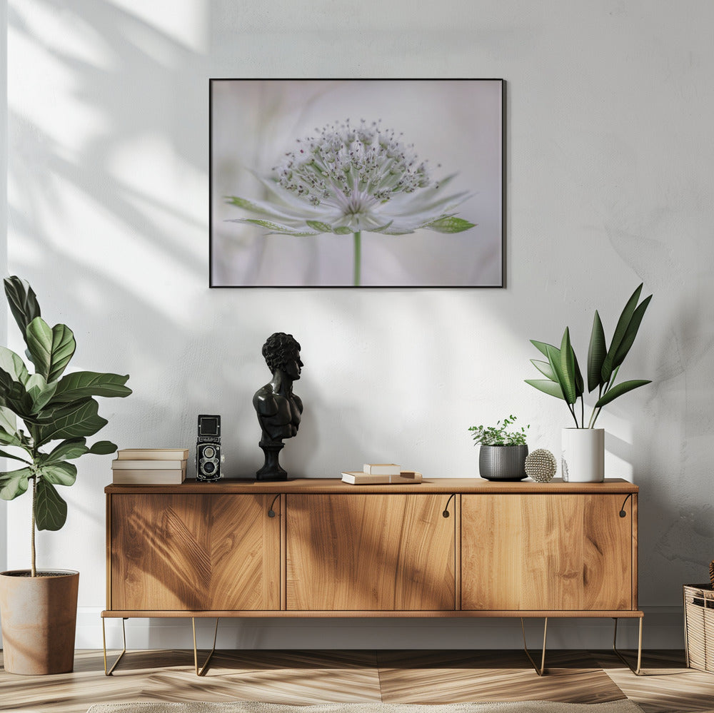 Astrantia | Poster