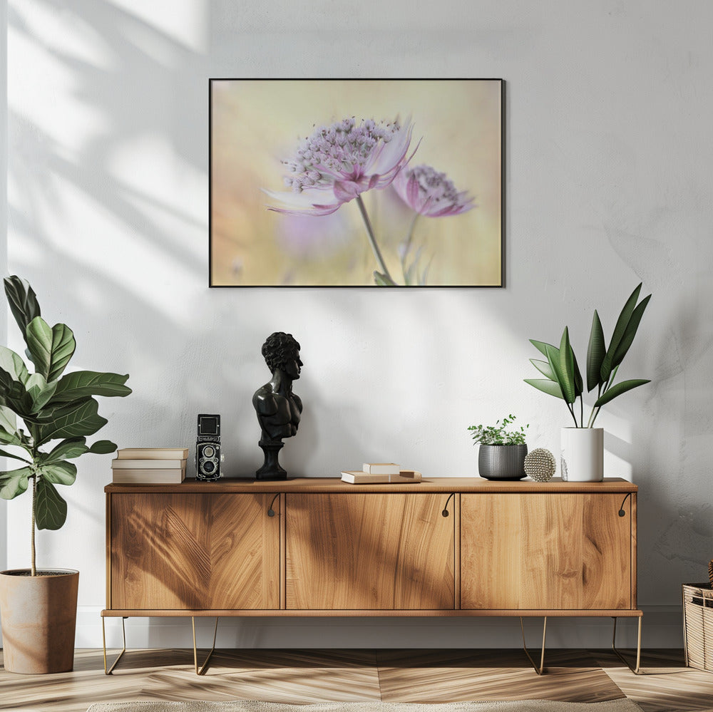 Pink Astrantia | Poster
