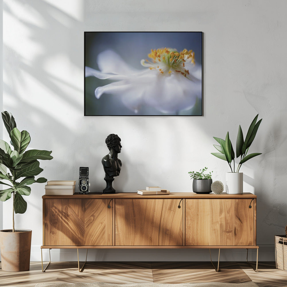 Anemone 1 | Poster