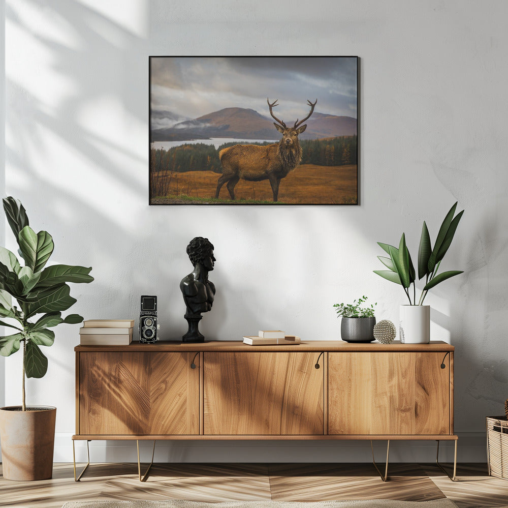 Scottish Stag | Poster