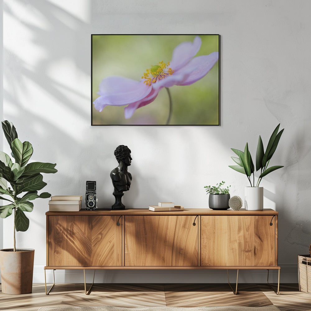 Japanese Anemone | Poster