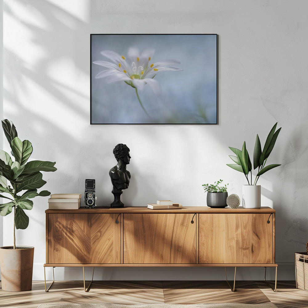 Greater Stitchwort | Poster