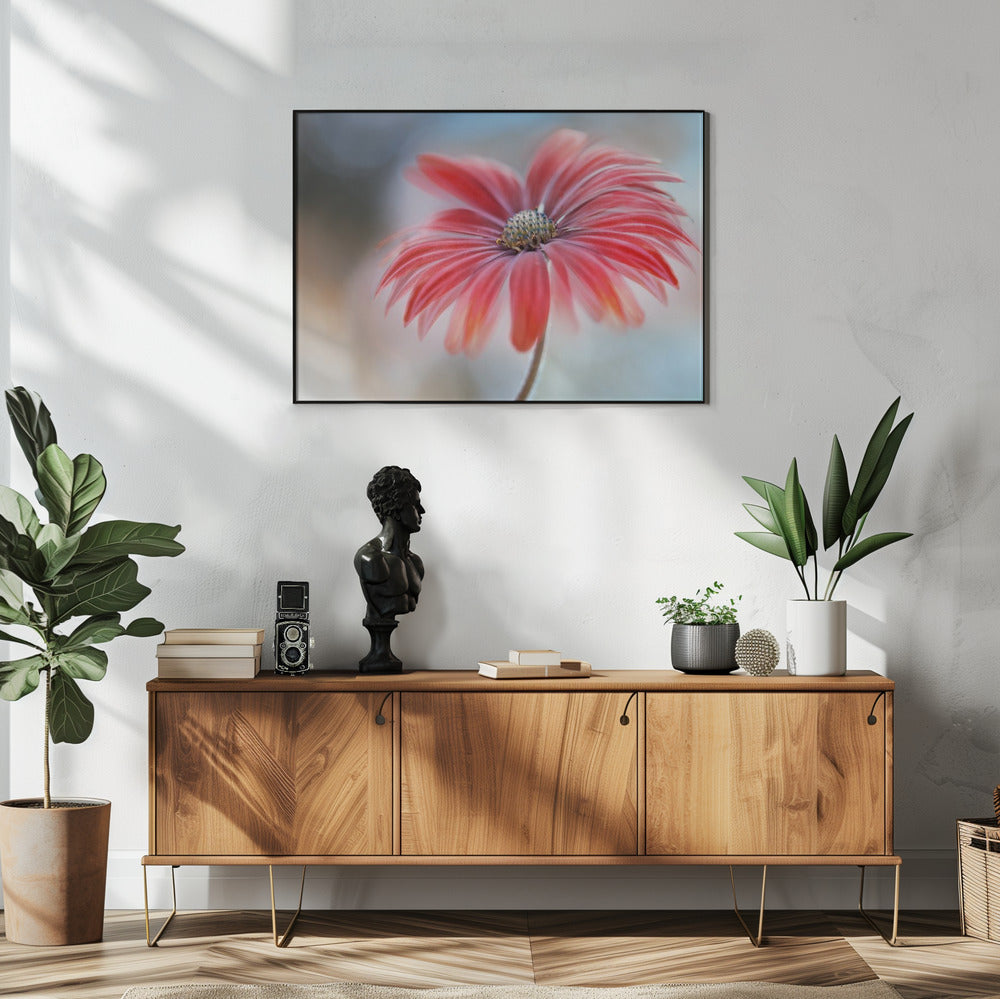 Cape Daisy* | Poster