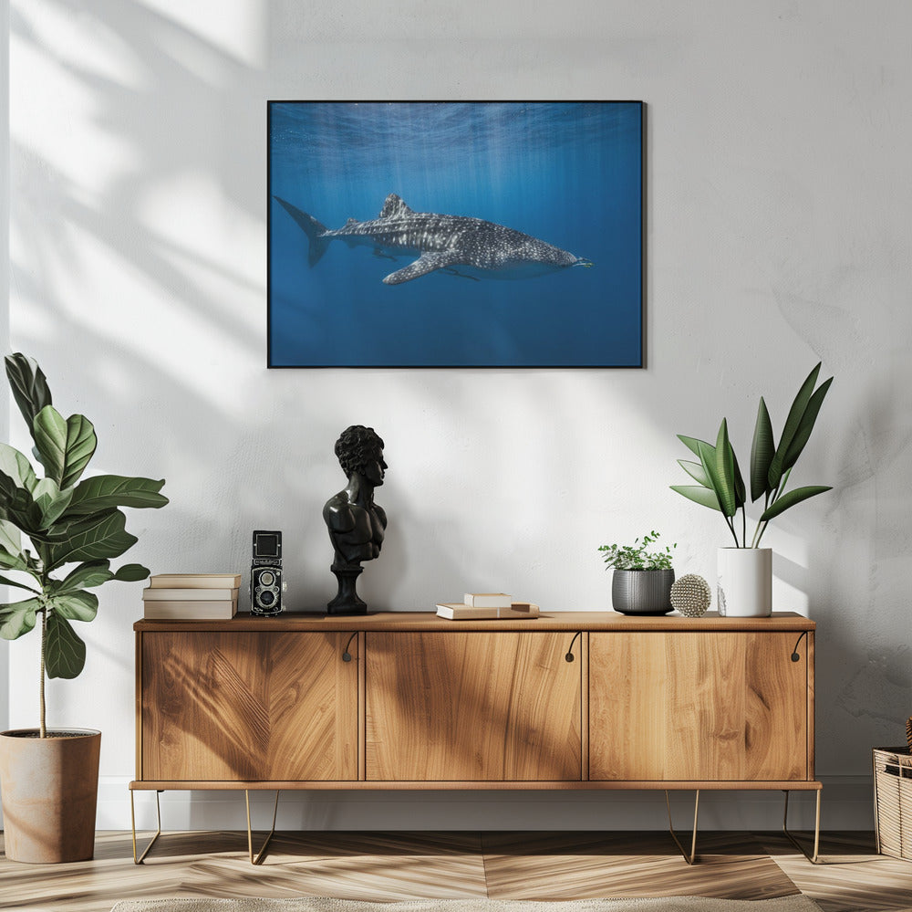 Whale shark in the blue | Poster