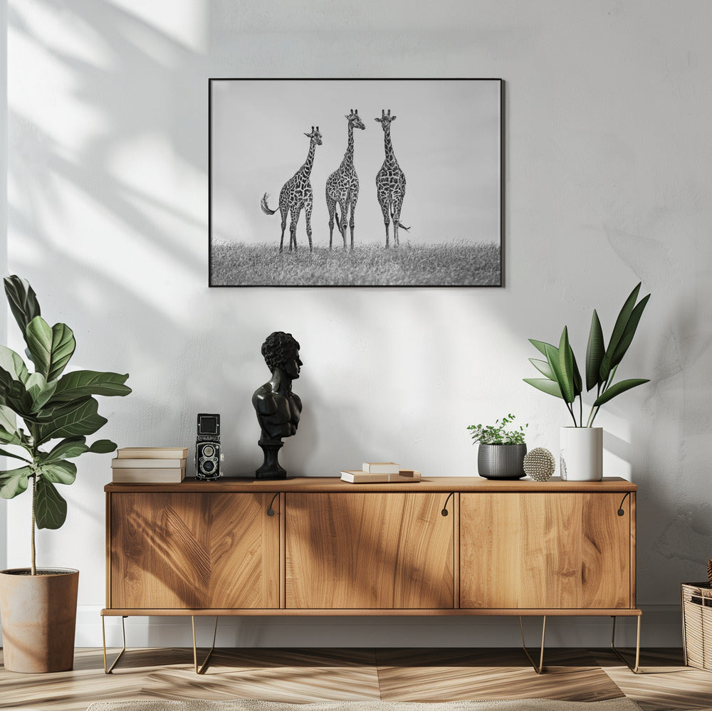 Giraffes in the  Mara plains | Poster