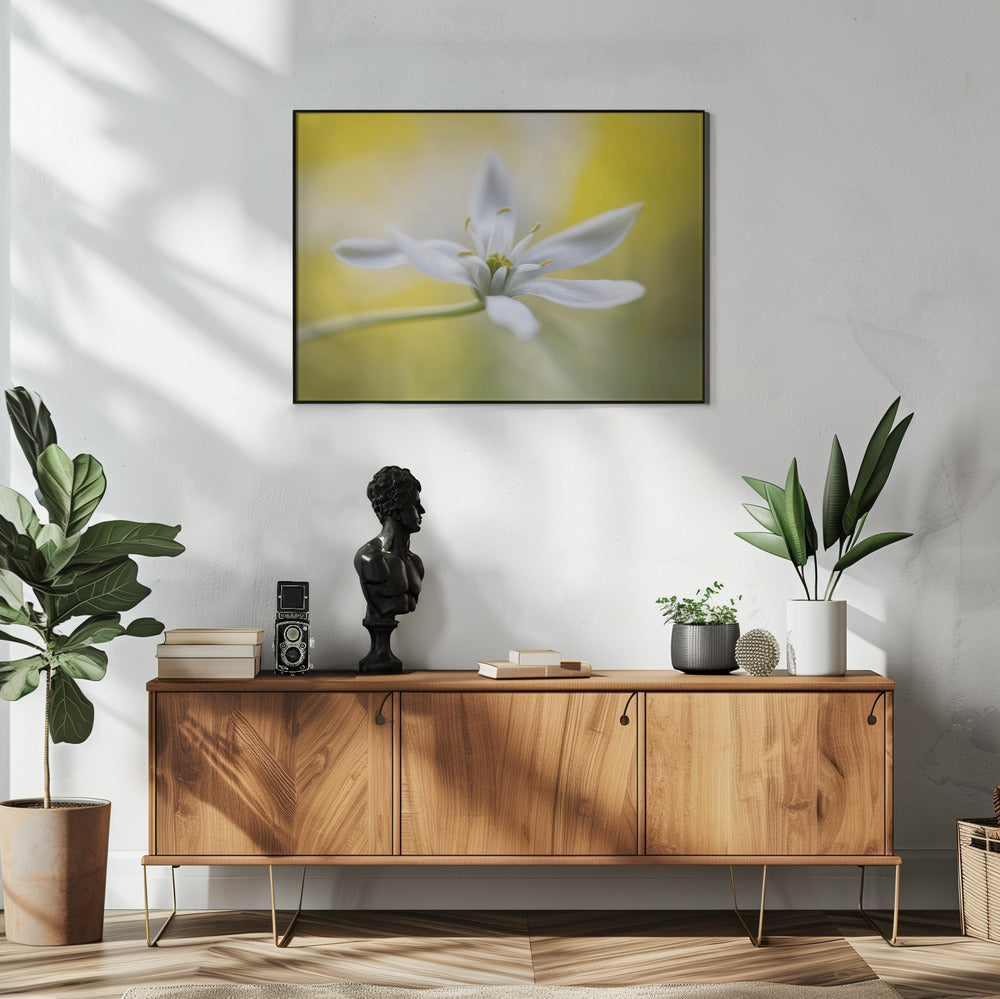Ornithogalum | Poster