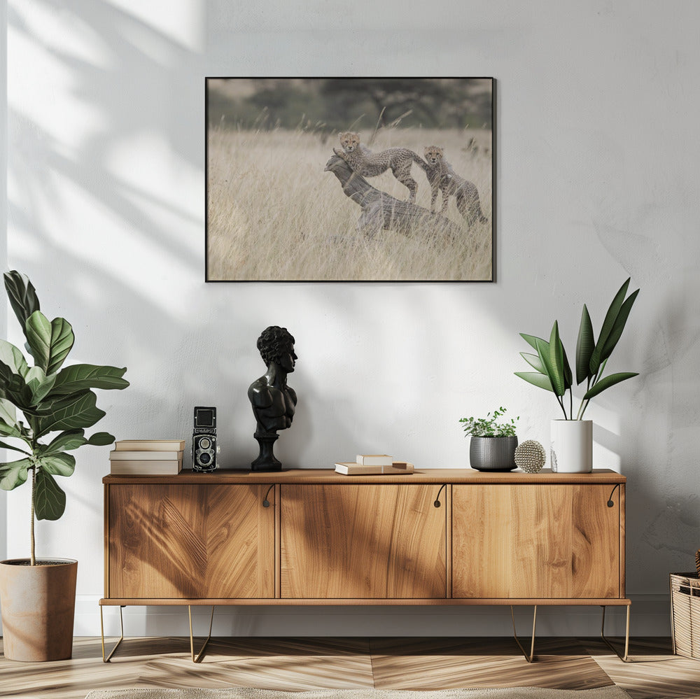 Curious Kitties | Poster