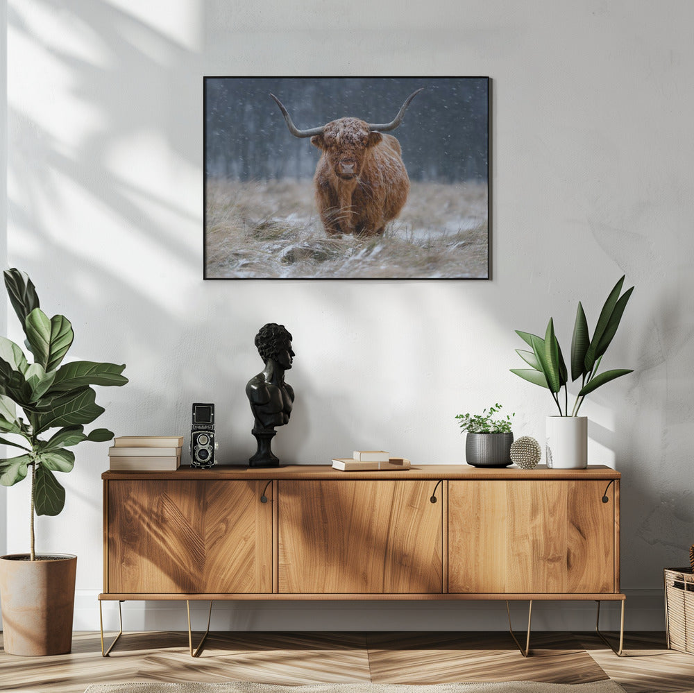 Snowy Highland cow | Poster