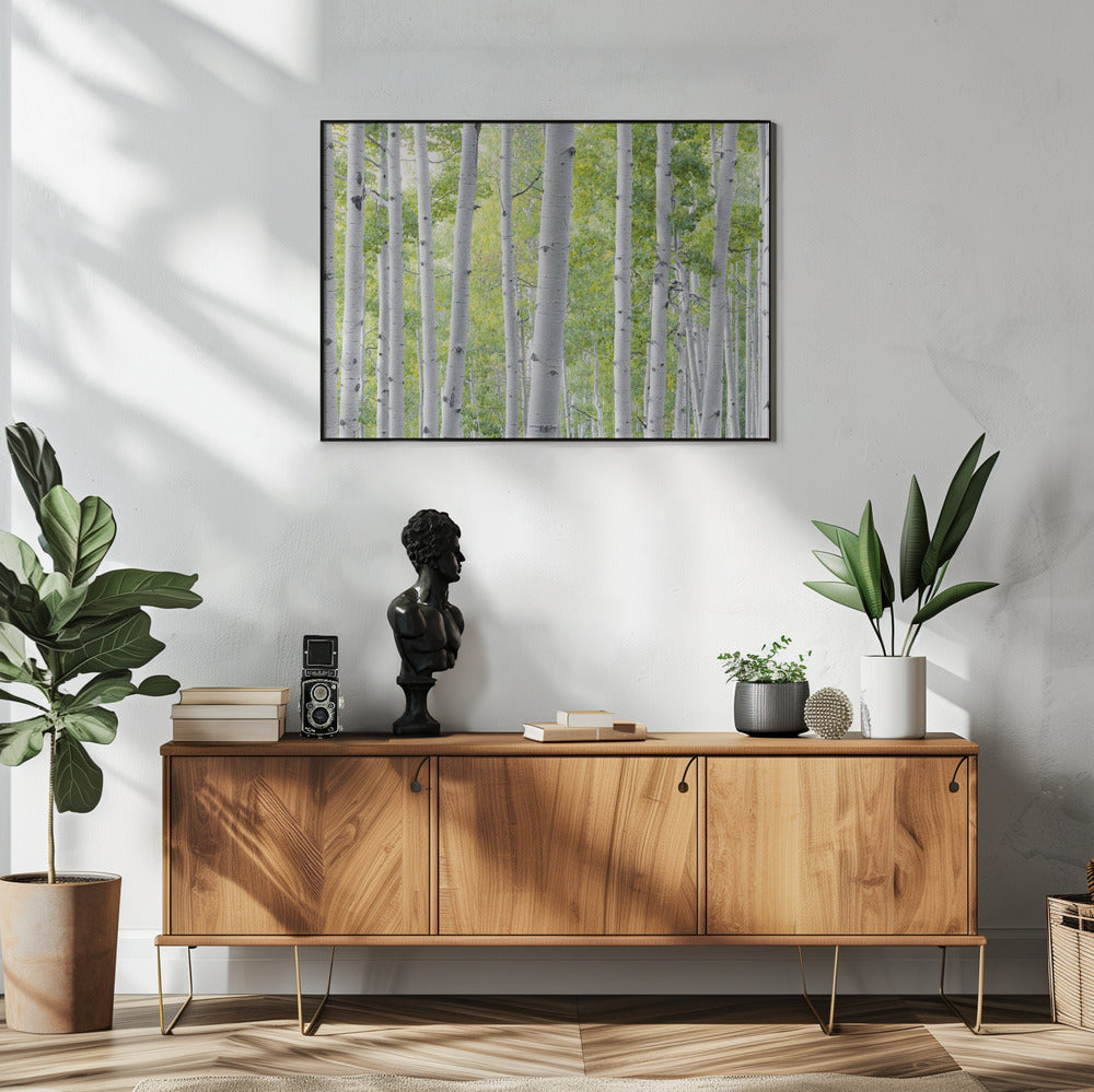Birch Forest | Poster