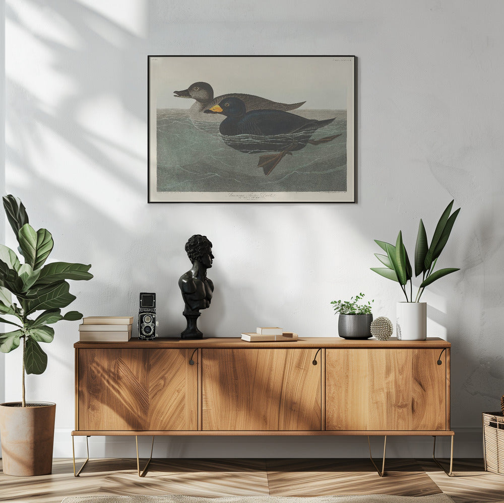 American Scoter Duck From Birds of America (1827) | Poster