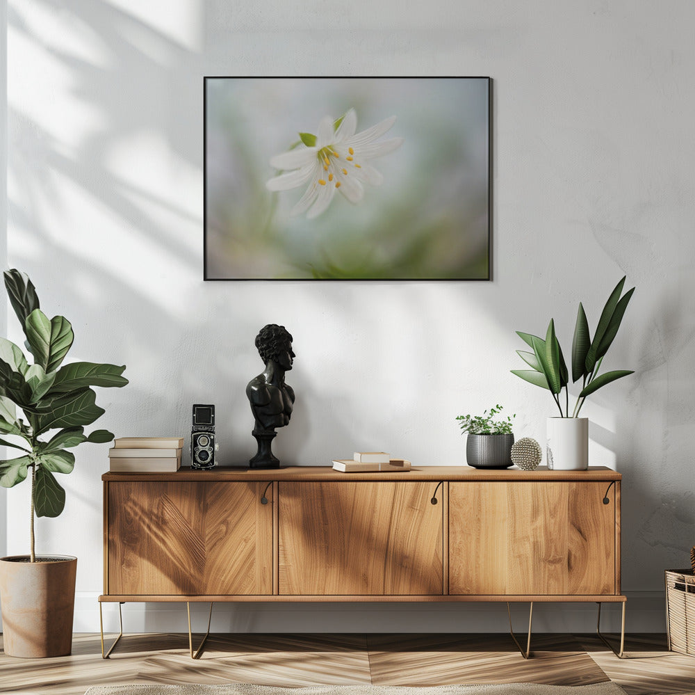 Spring Stitchwort | Poster