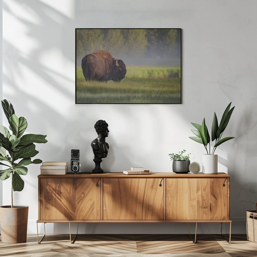 Bison in Morning Light | Poster