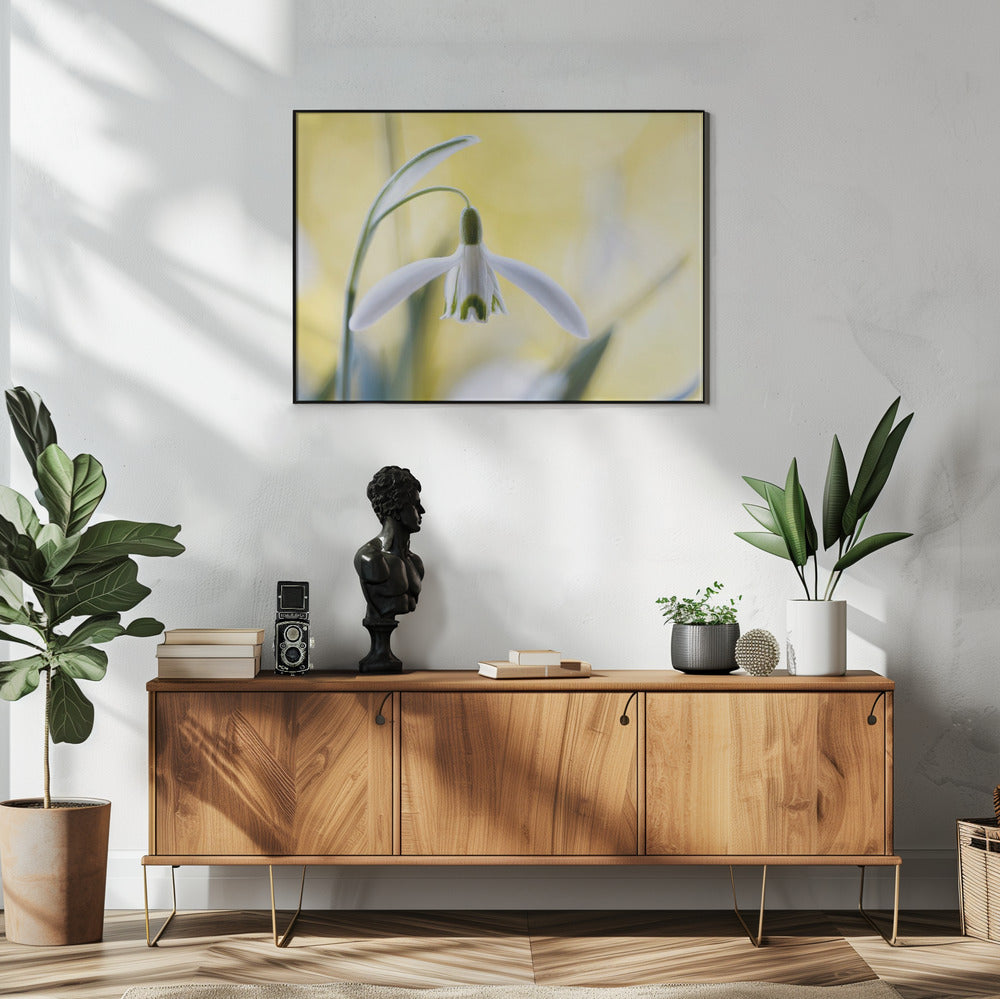 Snowdrops | Poster