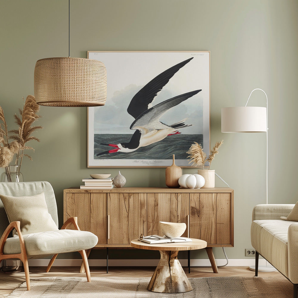 Black Skimmer From Birds of America (1827) | Canvas