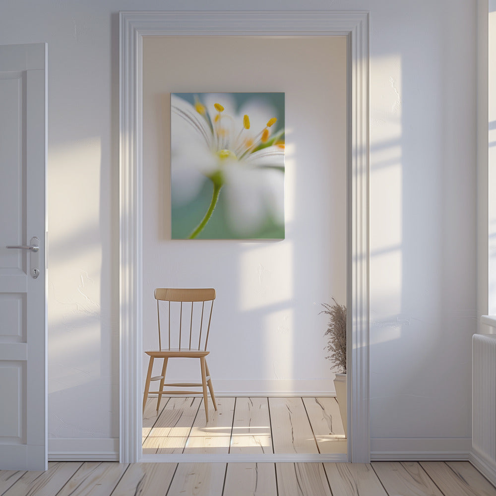 Stitchwort surprise | Canvas