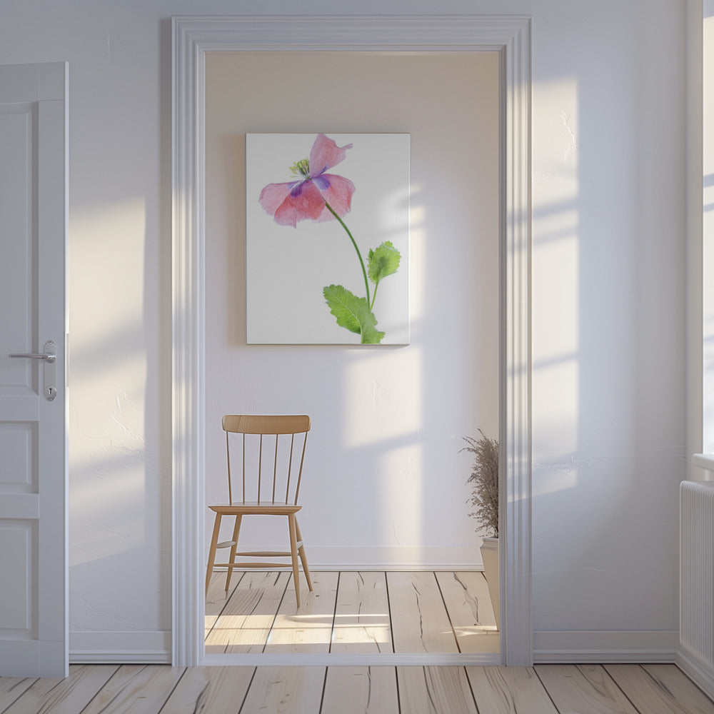 Poppy | Canvas