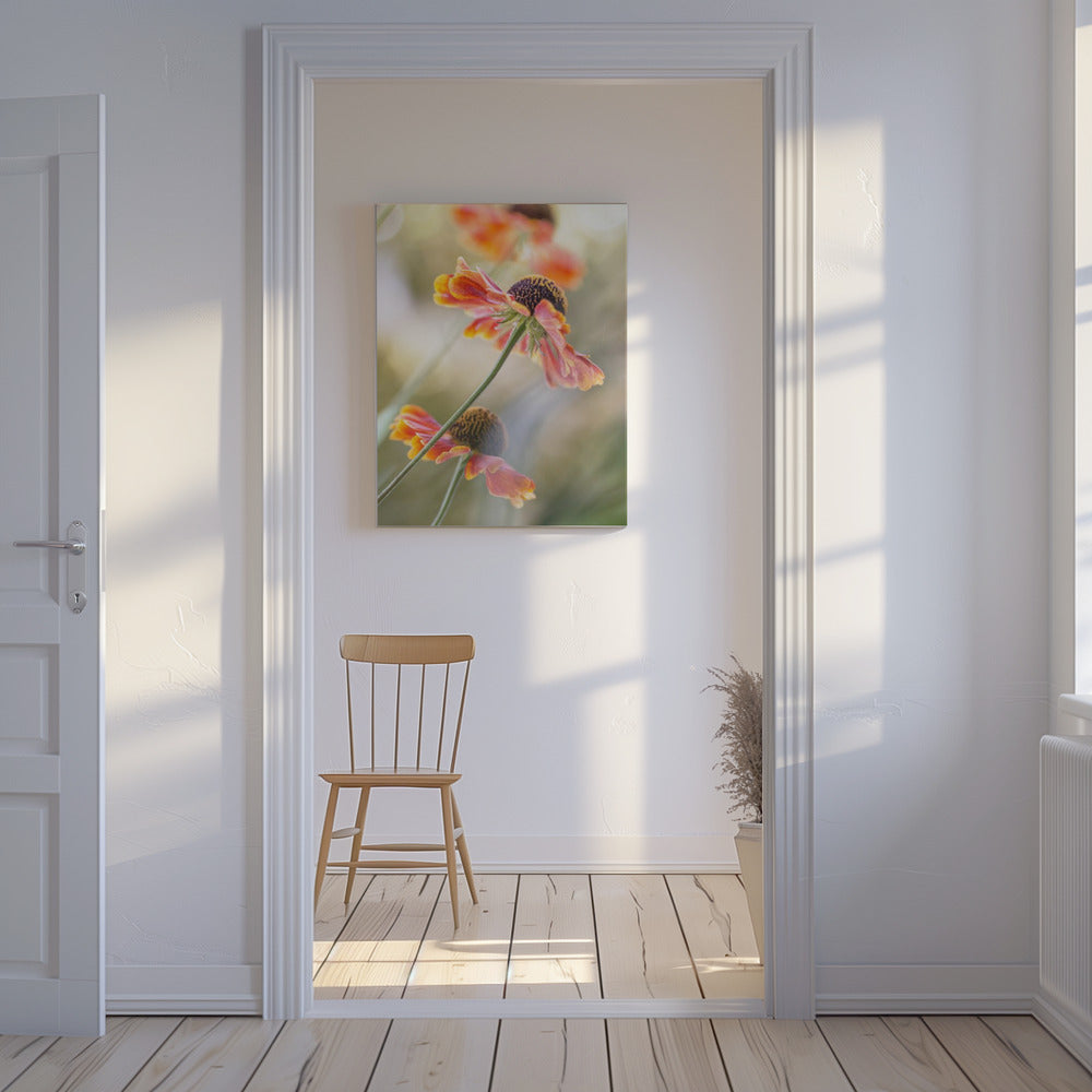 Helenium* | Canvas