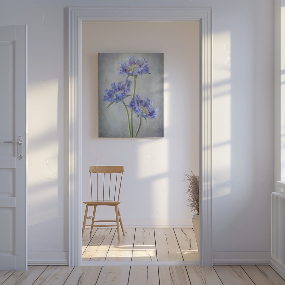 Scabiosa | Canvas