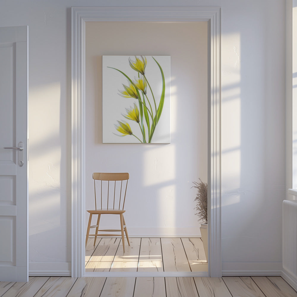 ~Tulipa | Canvas