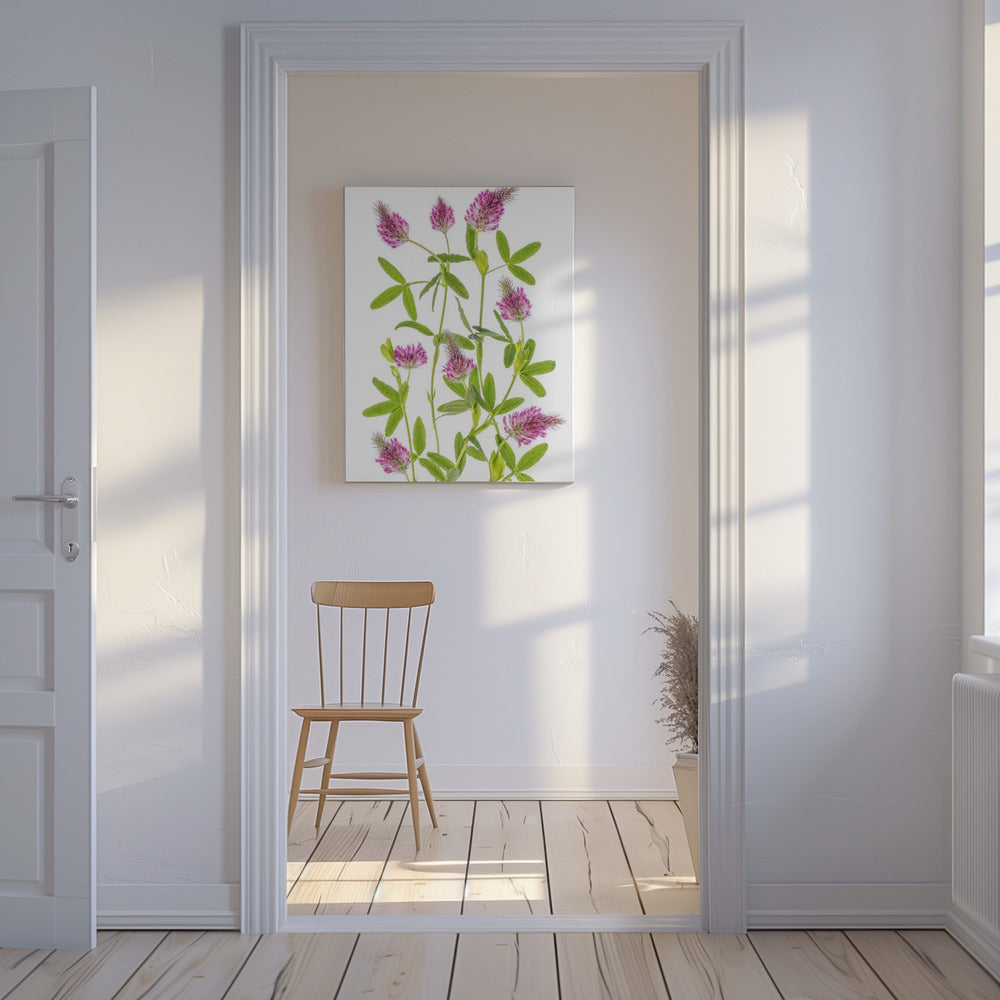 Trifolium | Canvas