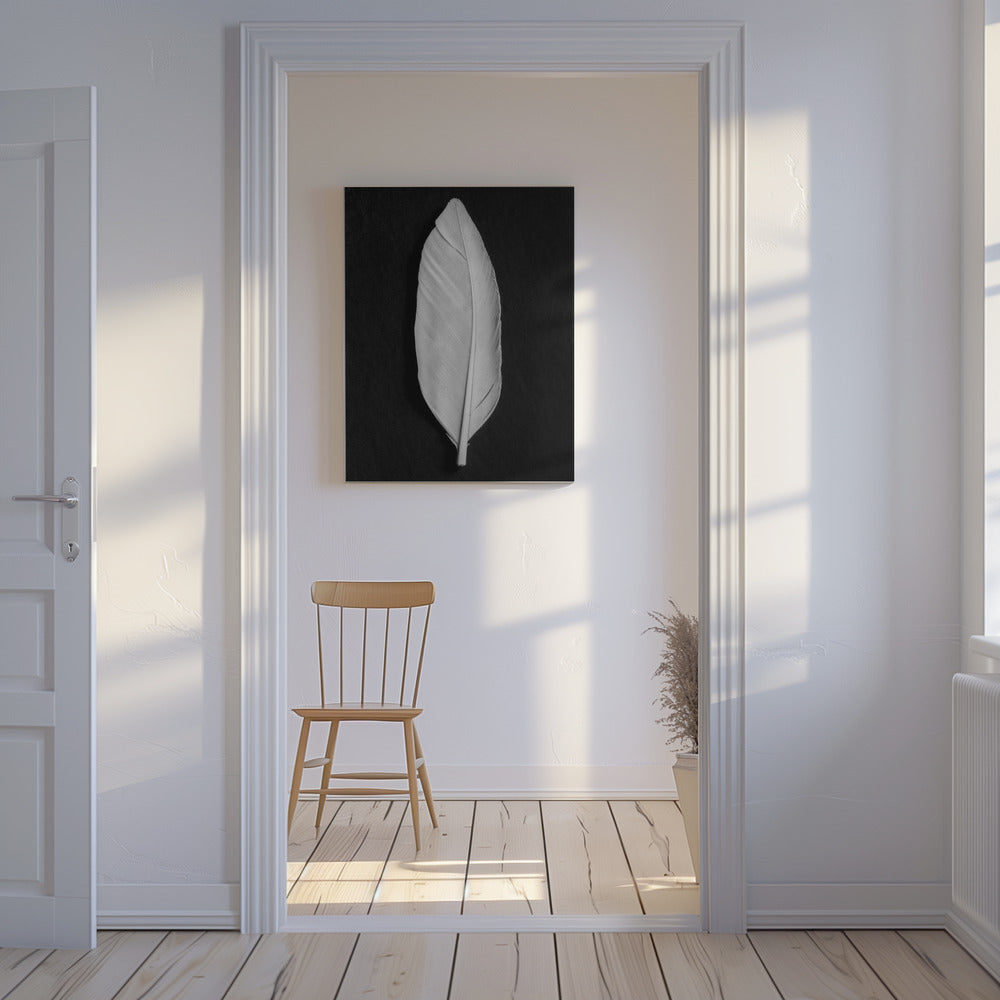 Feather_008 | Canvas