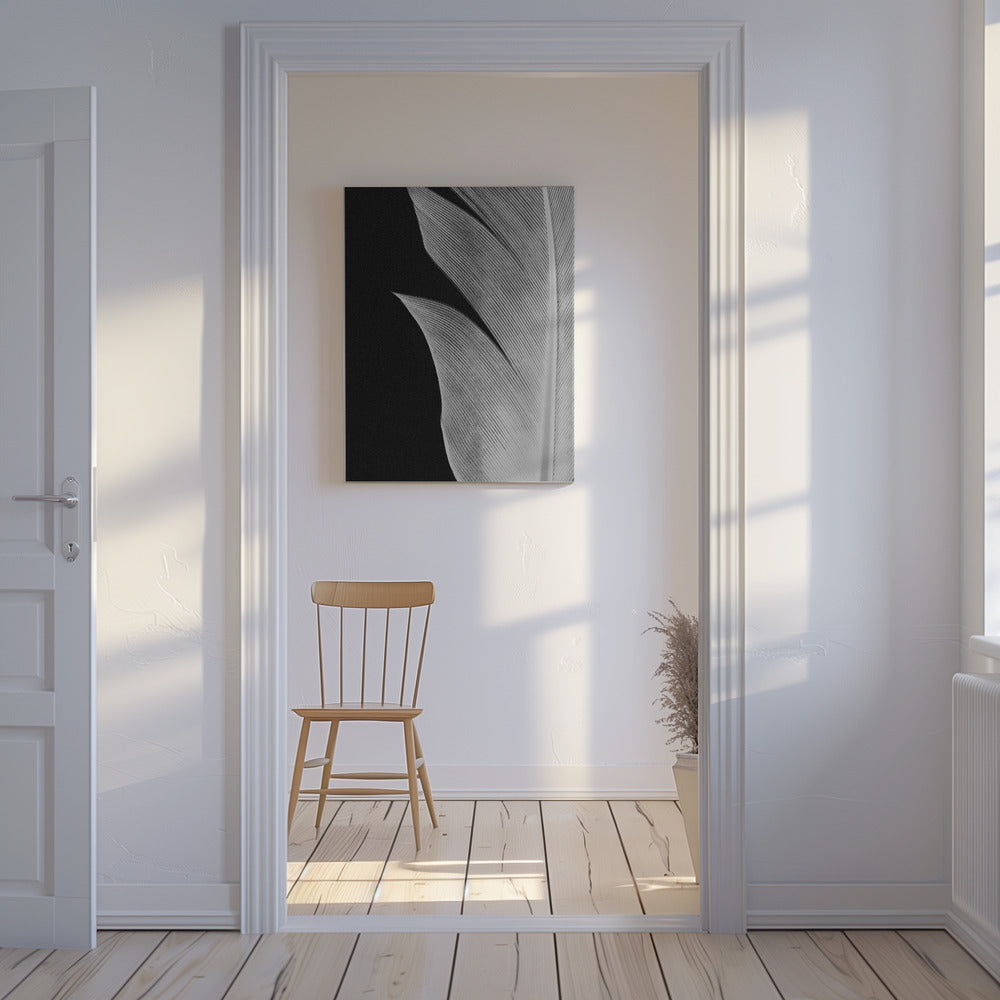 Feather_005 | Canvas