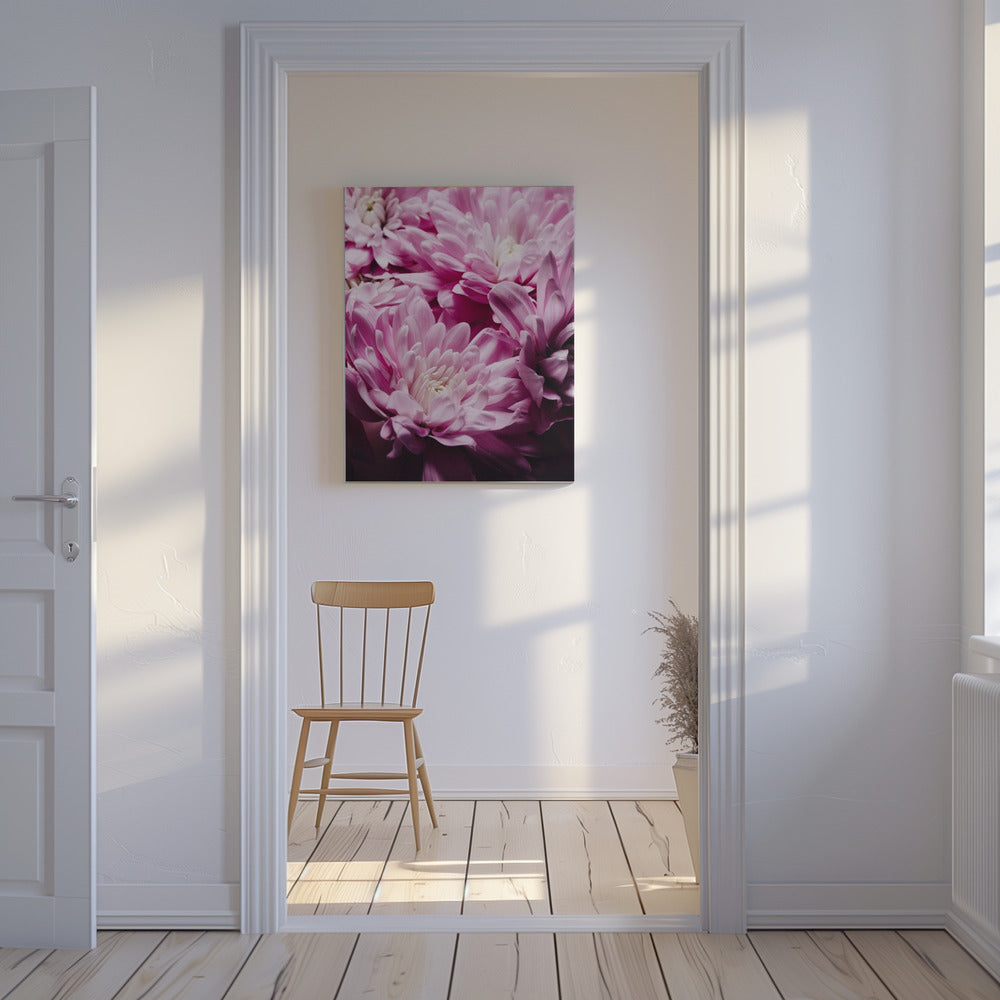 Vibrant Pink Chrysanthemums Blossoms | Canvas