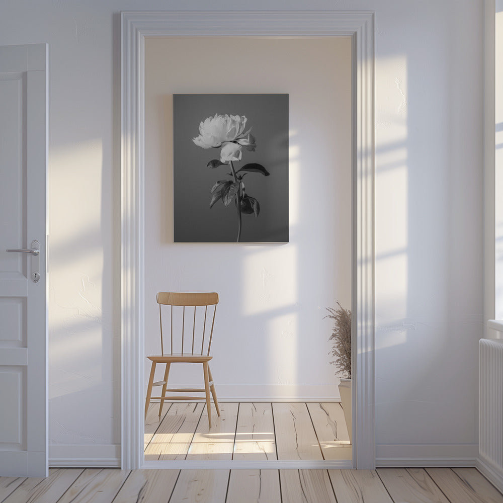 Peony BW | Canvas