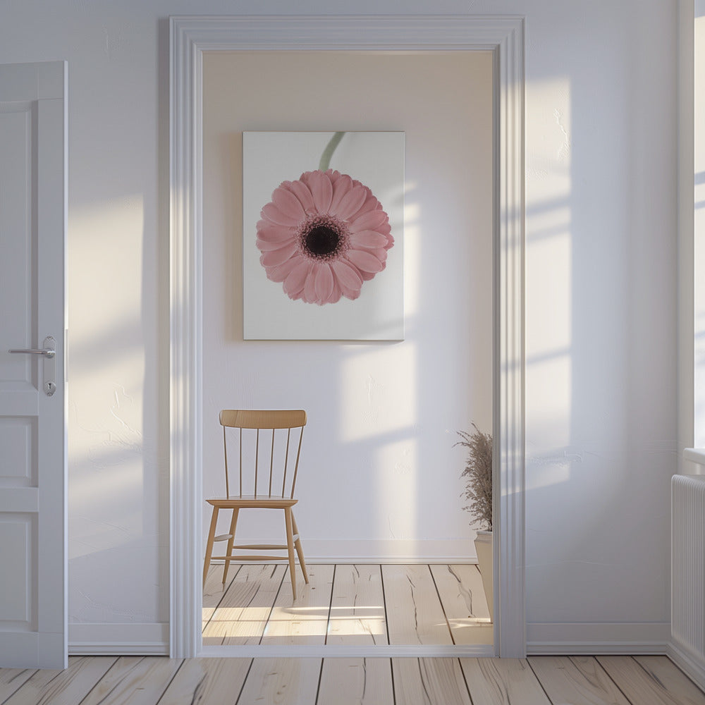 Pink Gerbera II | Canvas