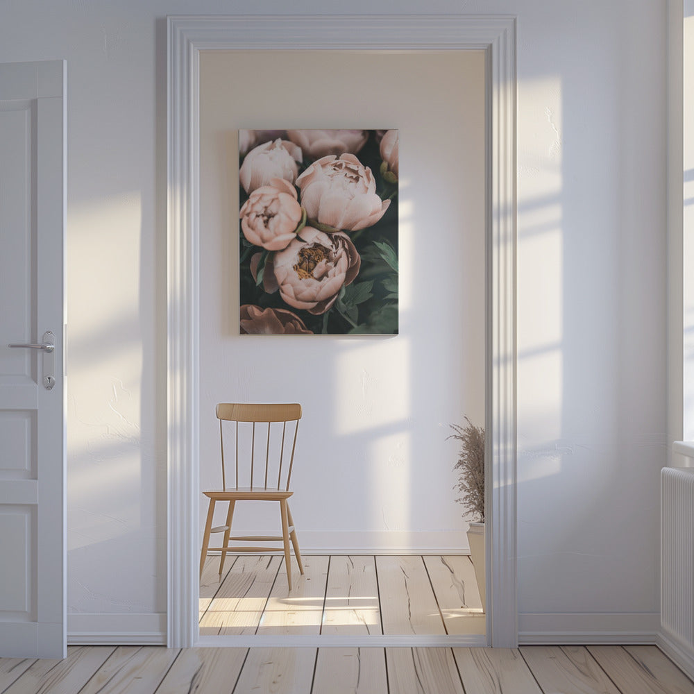 Coral Peonies | Canvas