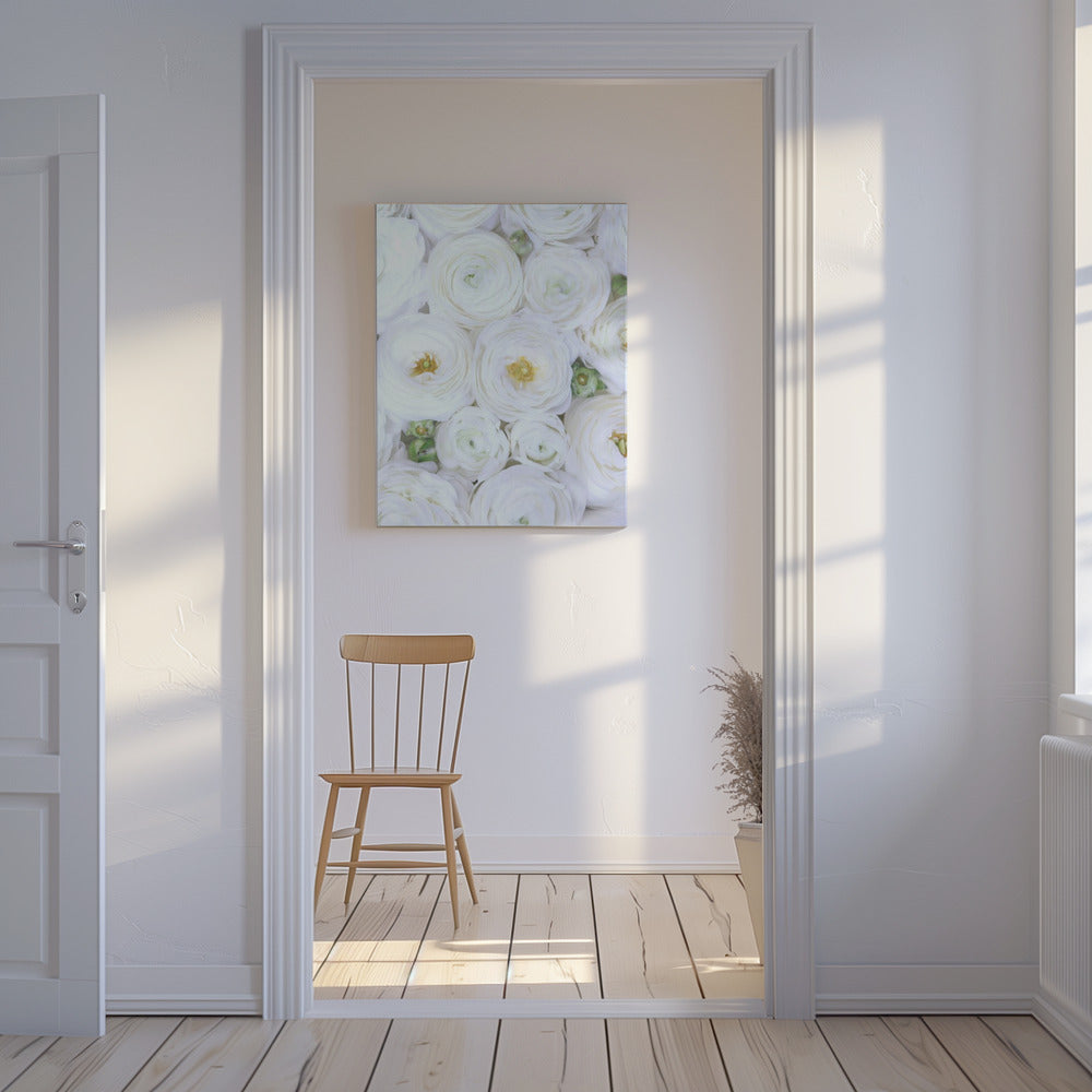 Pure white ranunculus | Canvas