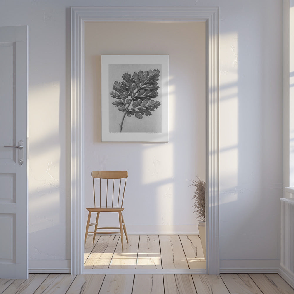 Chrysanthemum parthenium | Canvas