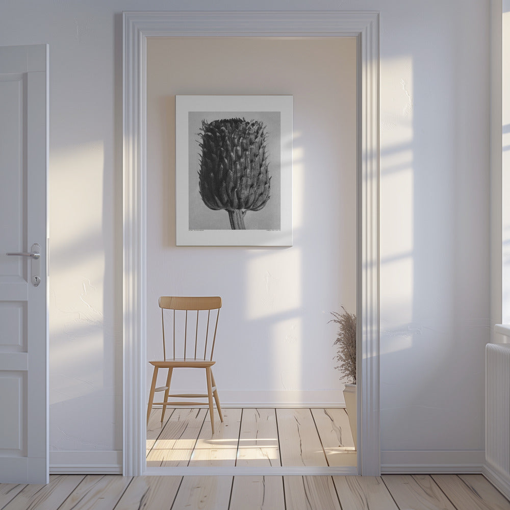 Cirsium Canum (Thistle) | Canvas