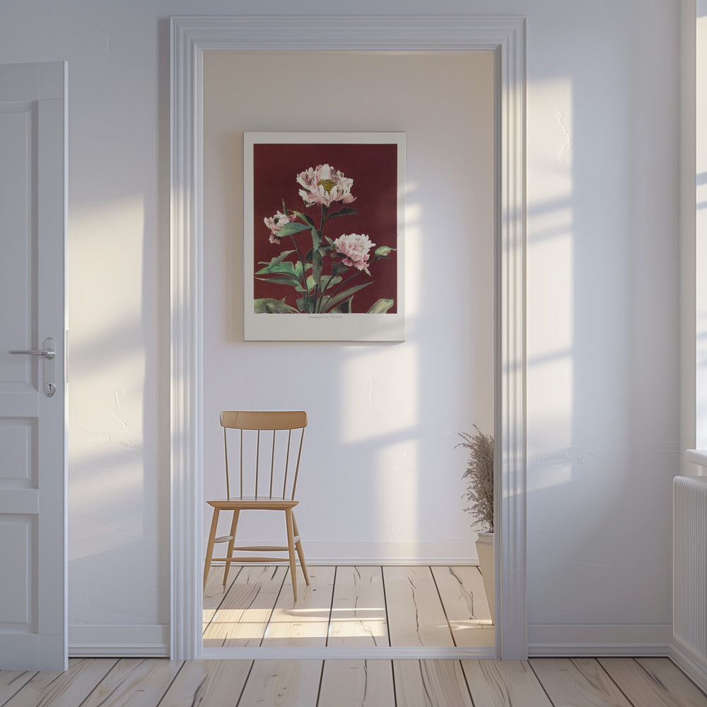 Hærdaceous Peony no2 | Canvas