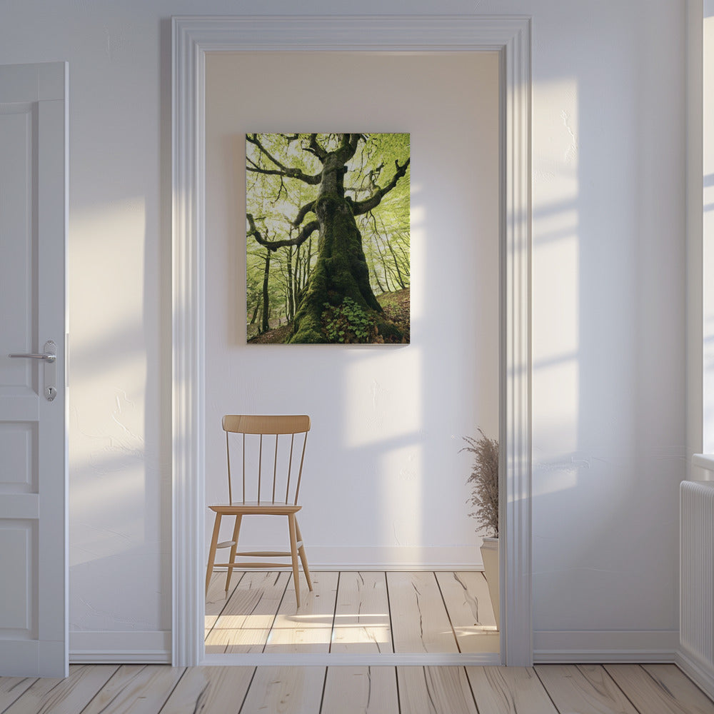 Ent | Canvas