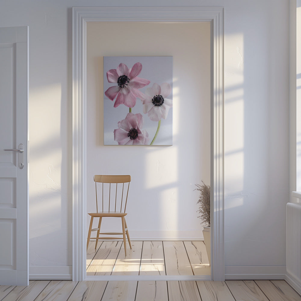 Elegant Pink Anemone Flowers | Canvas