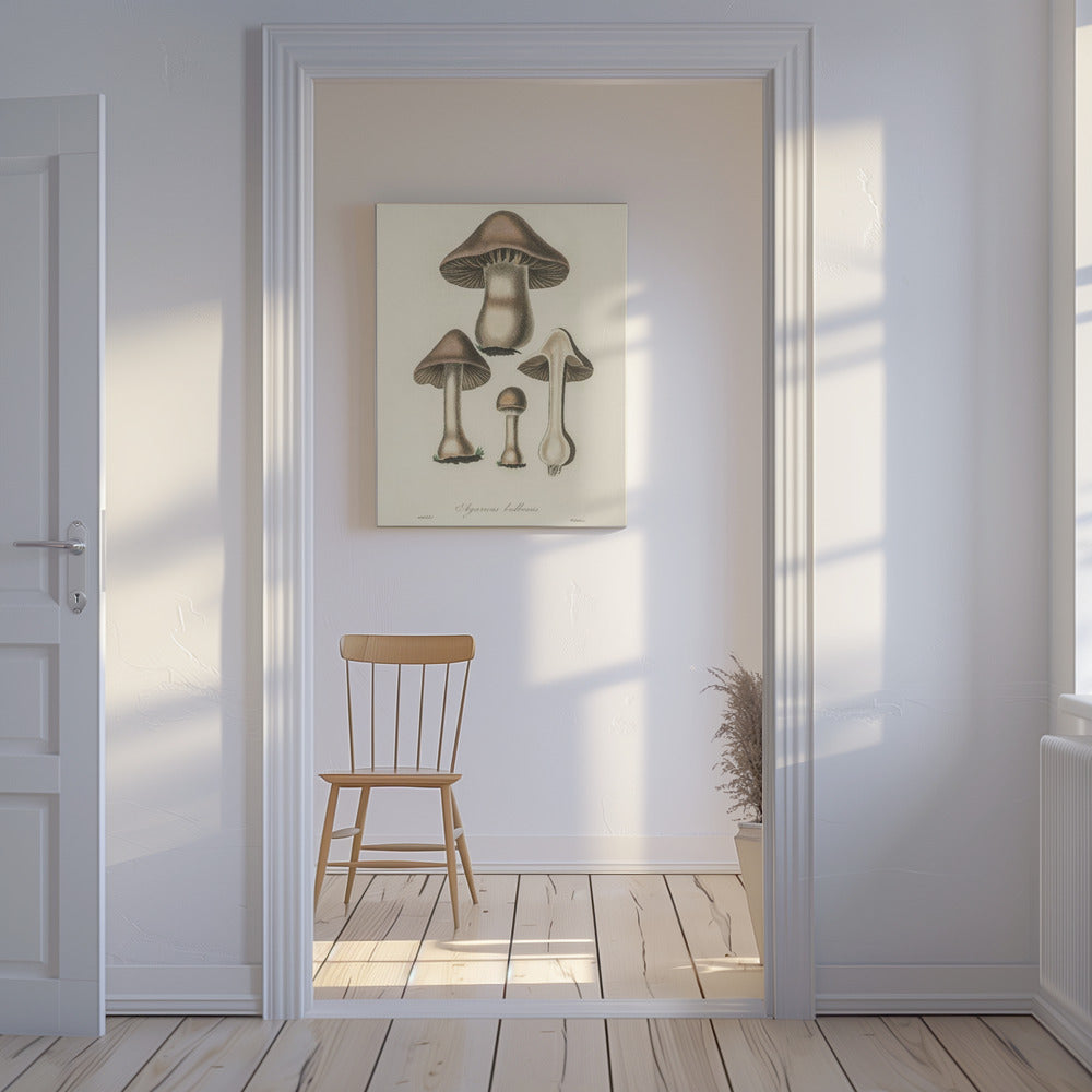 Agaricus Bulbosus Illustration. Medical Botany 1836 | Canvas