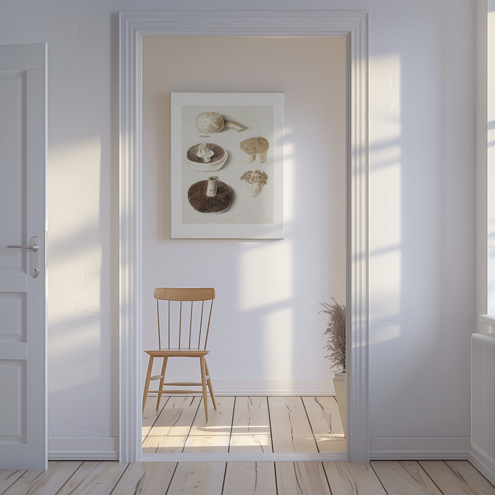 Common Meadow Mushroom, Agaricus Campestris Standing | Canvas