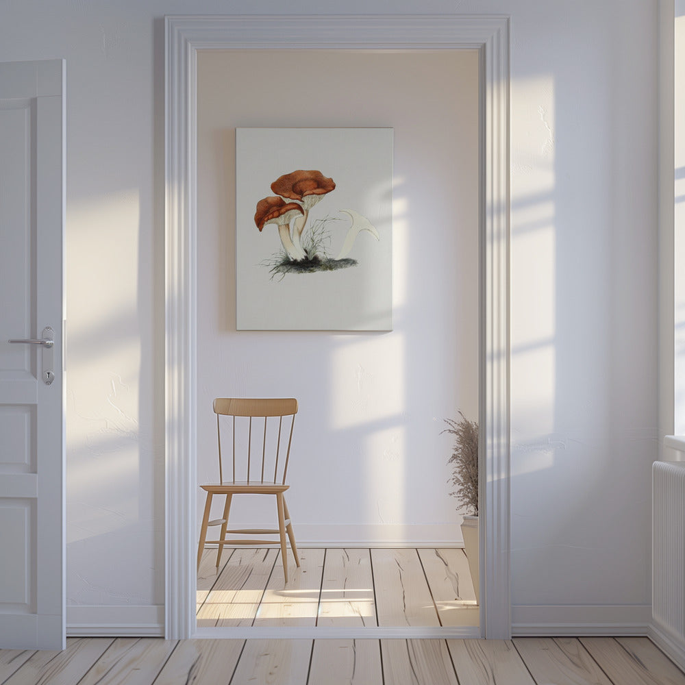 Hand Drawn Rufous Milkcap Mushroom | Canvas