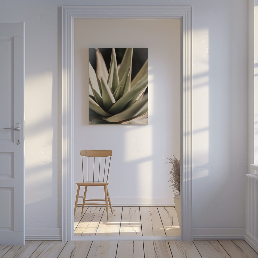 Sunlit Succulent | Canvas