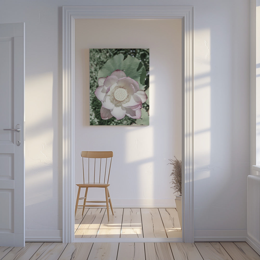 Lotus Serenity | Canvas