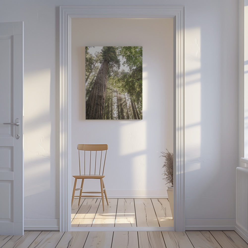 Towering Redwoods | Canvas