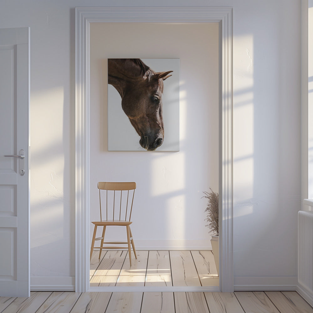 Portrait of a Horse Head | Canvas