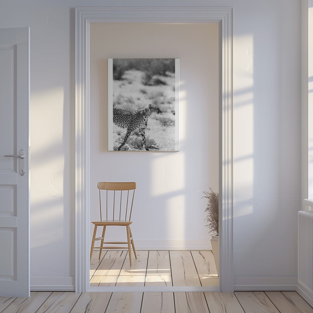 A Cheetah Walking | Canvas
