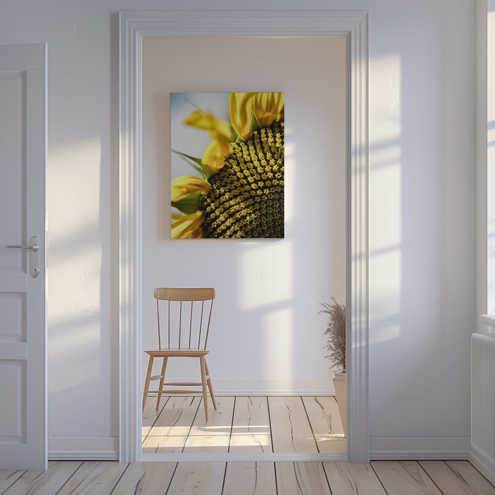 Sunflower Close Up | Canvas