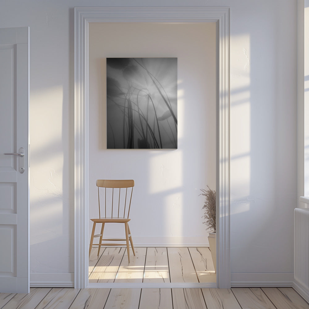 Water Lilly | Canvas