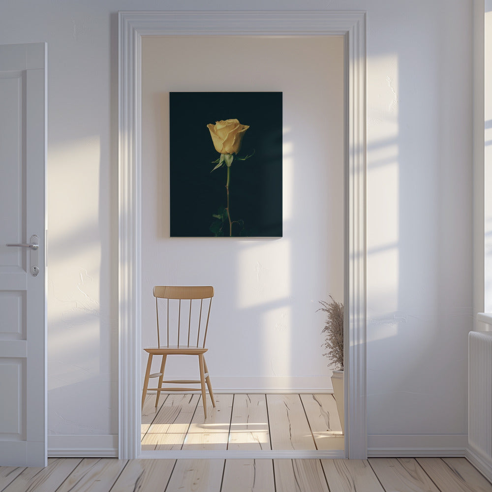 yellow rose | Canvas
